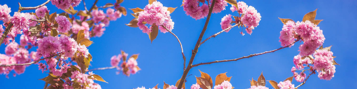 Cherry Blossoms