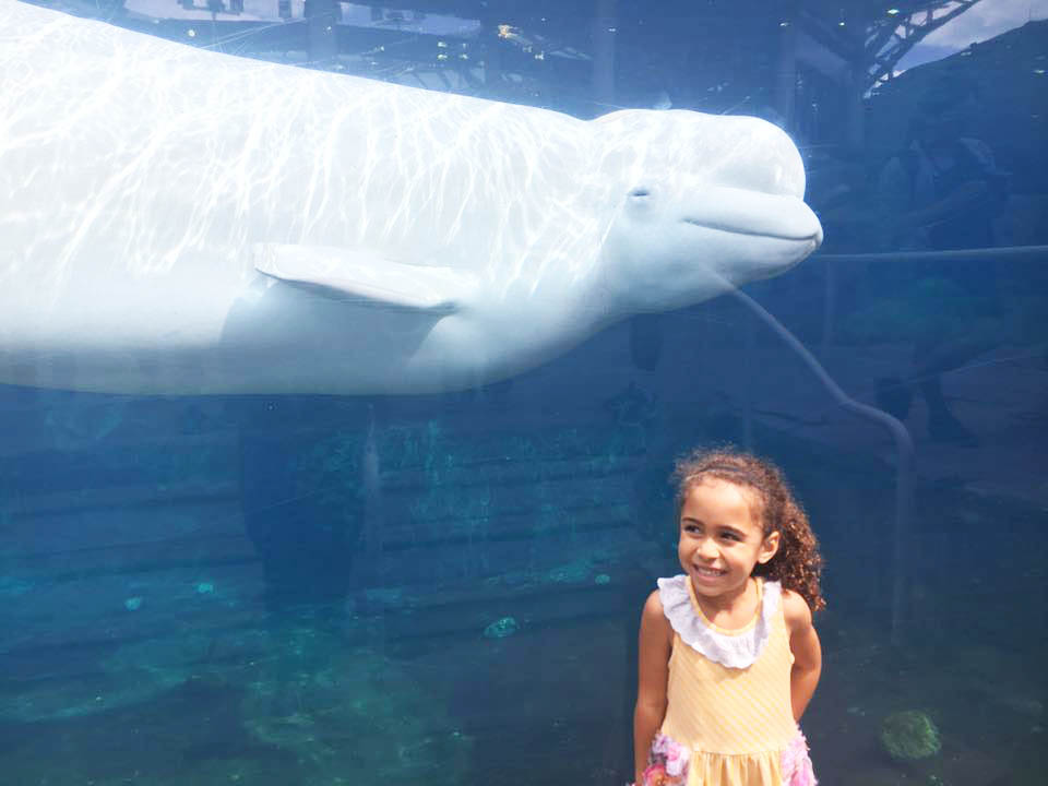 Beluga Whale