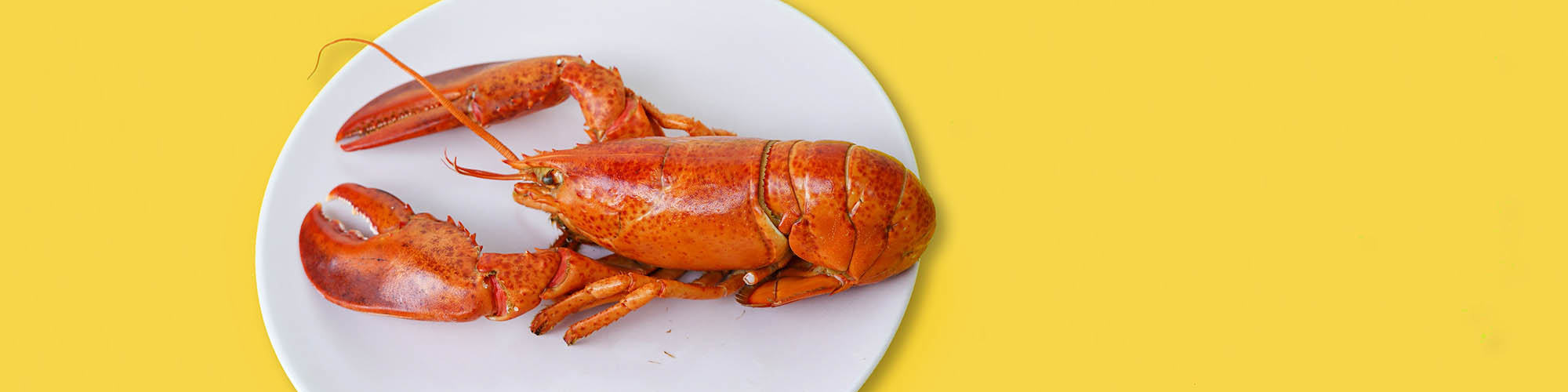 Lobster on White Plate with Yellow Background