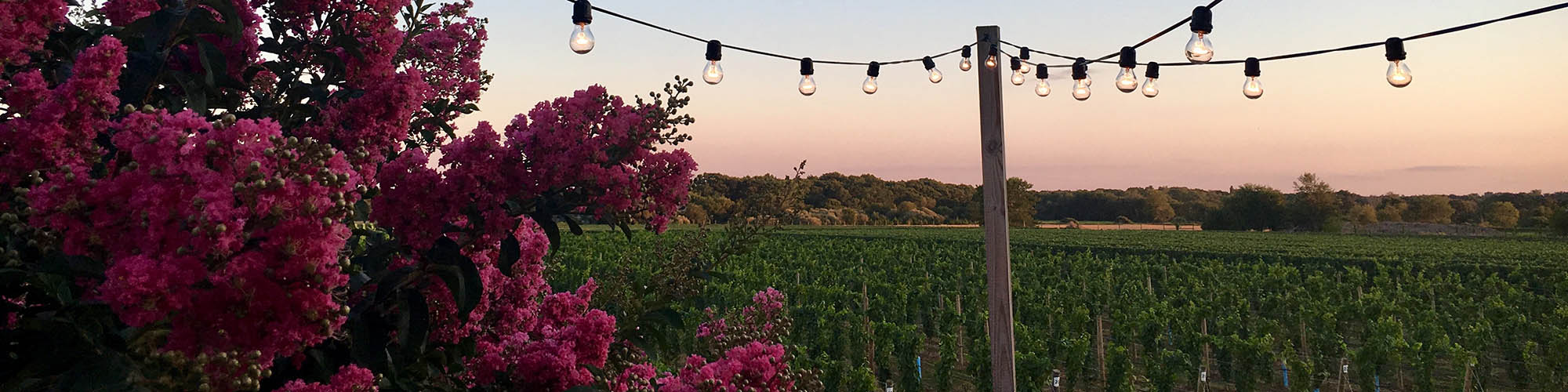 Long Island Winery Sunset