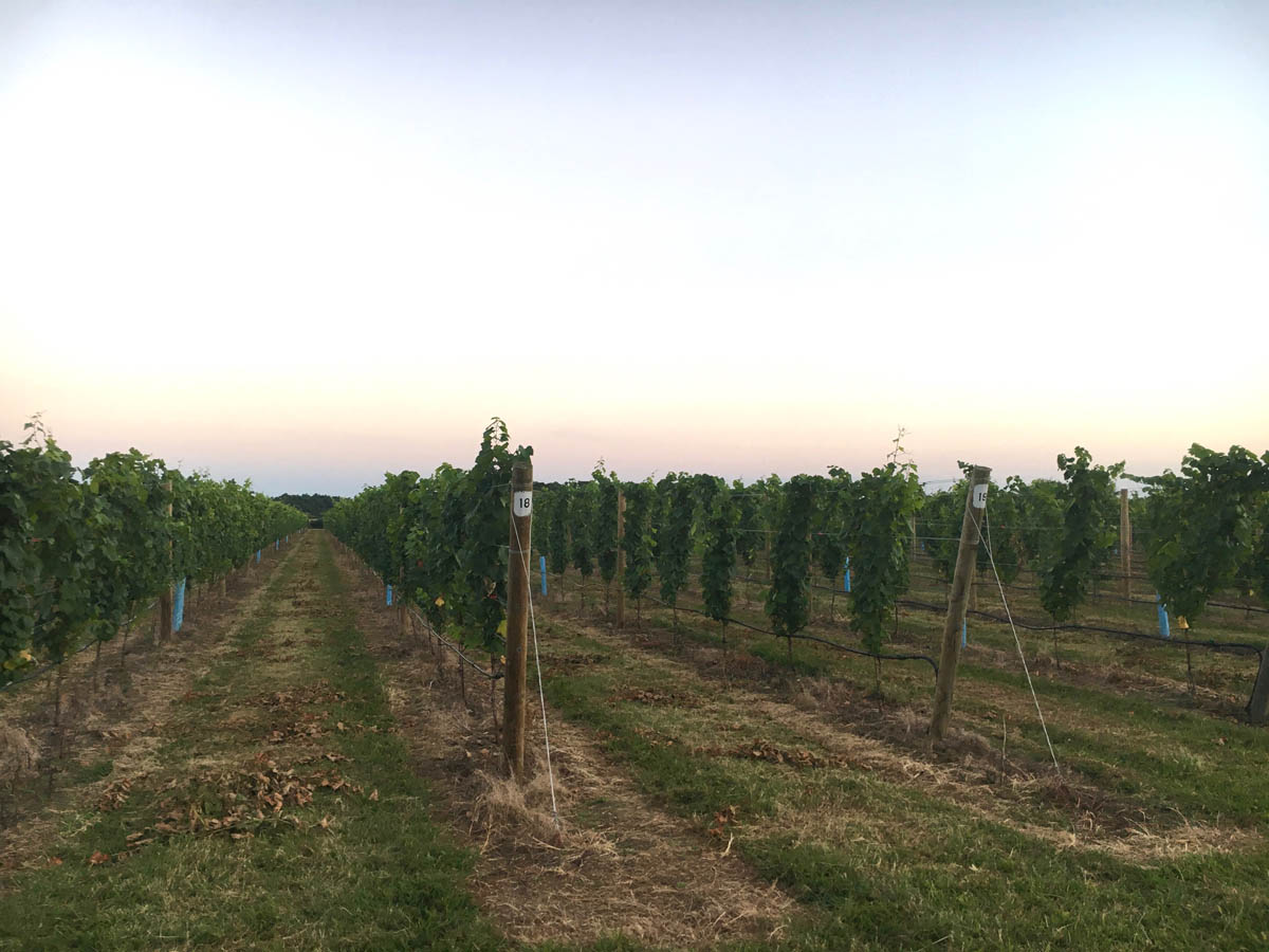 Wine Vineyard