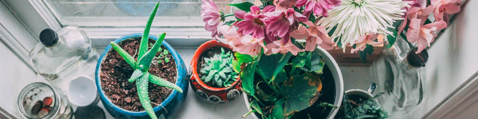 Window Plants Interior