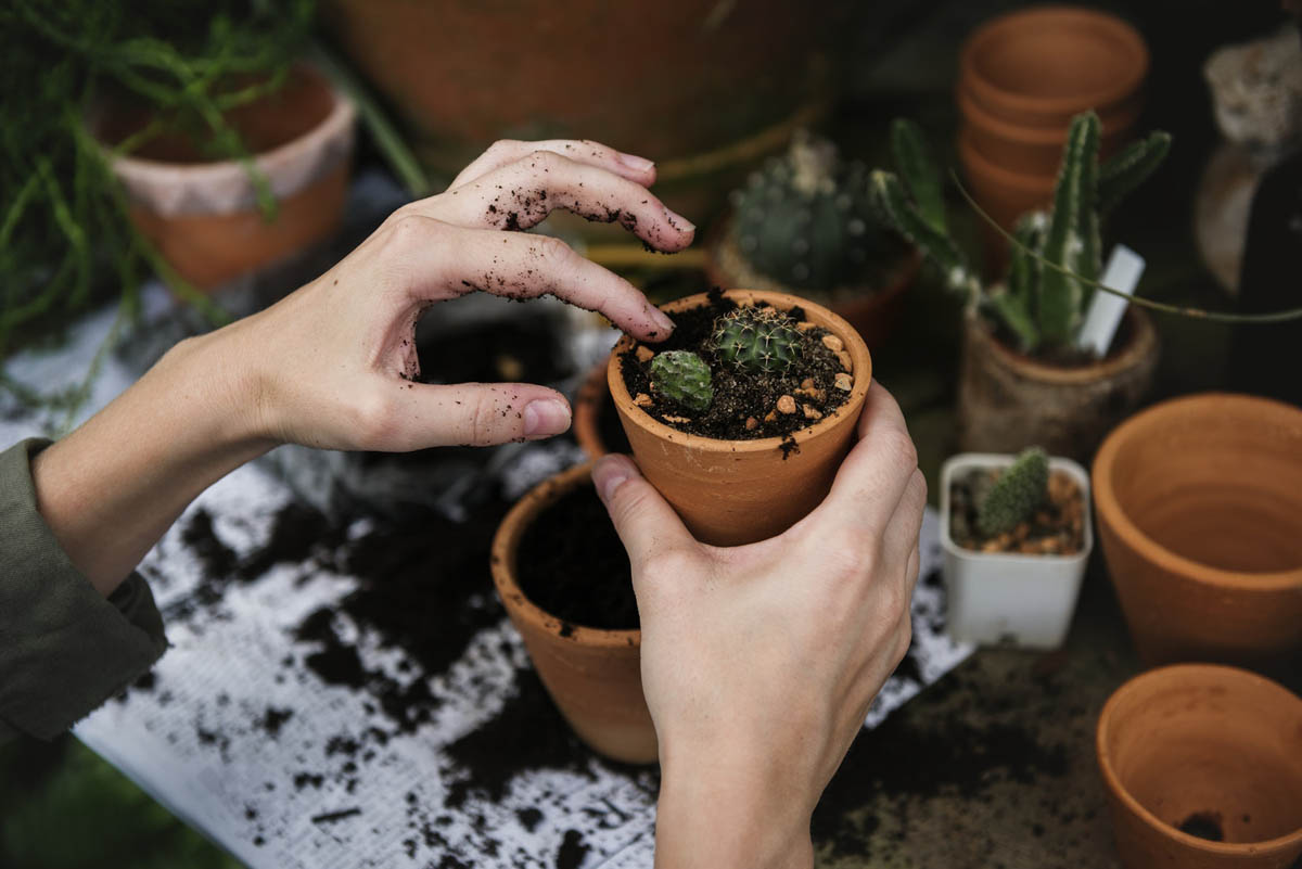 Cactus Plant