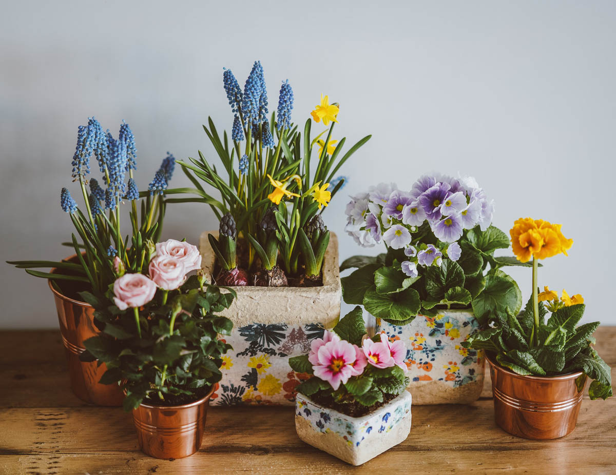 Spring Flowers