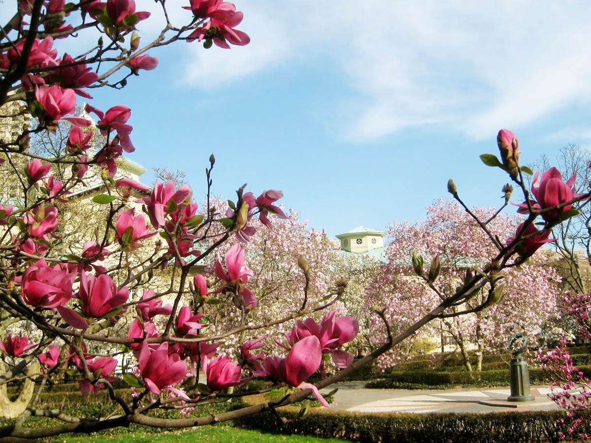 Cherry Blossoms