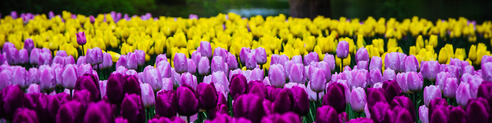 Yellow and Purple Tulip Field