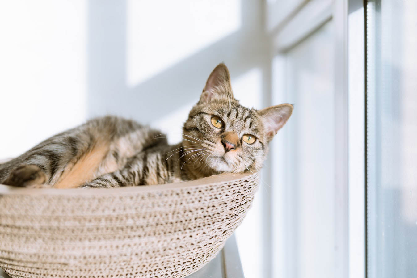 Cat In Bed