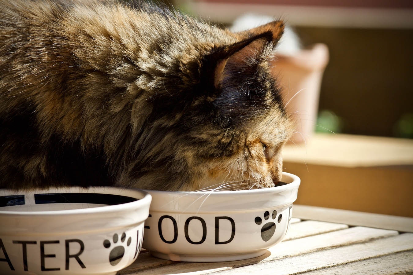 Cat Eating From Bowl