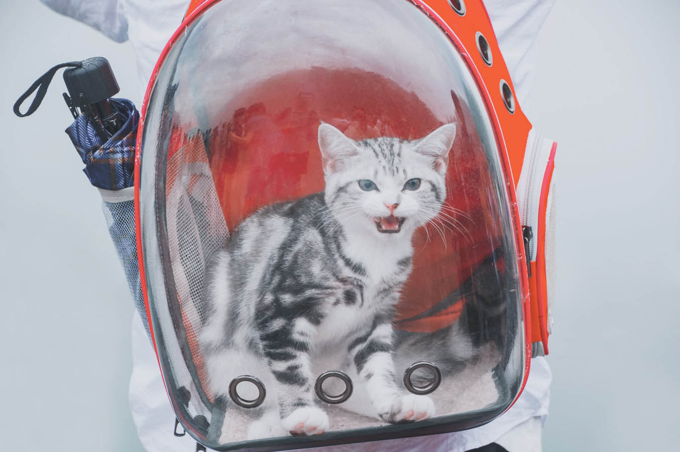 Cat In Backpack
