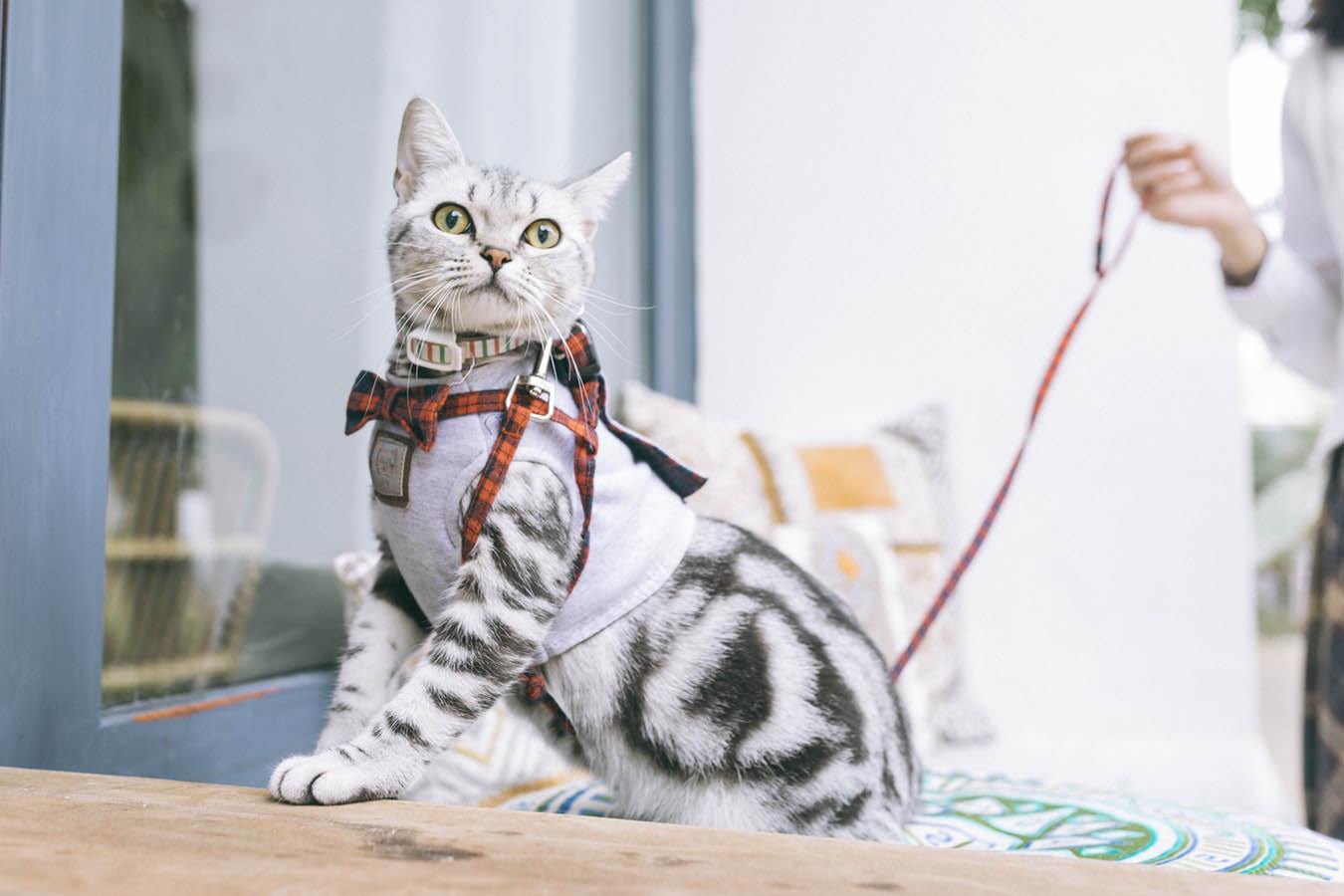 Cat With Bowtie Collar And Harness