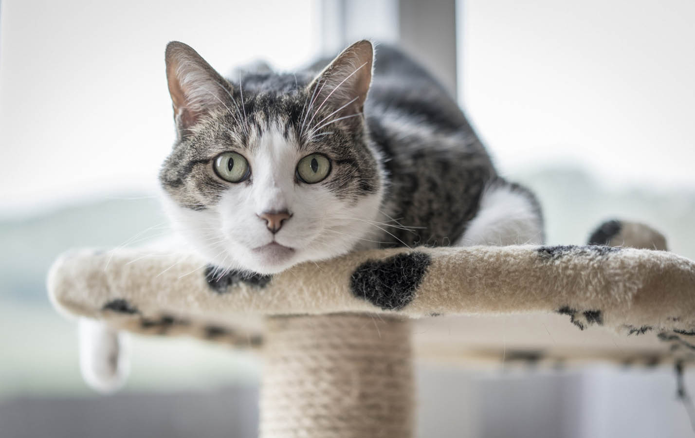 Cat Sitting In Tower