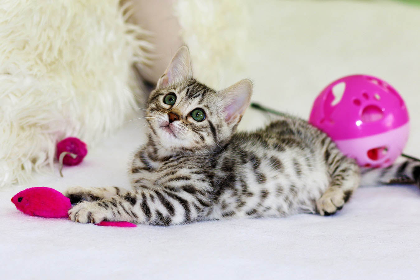 Cat Playing With Pink Toys