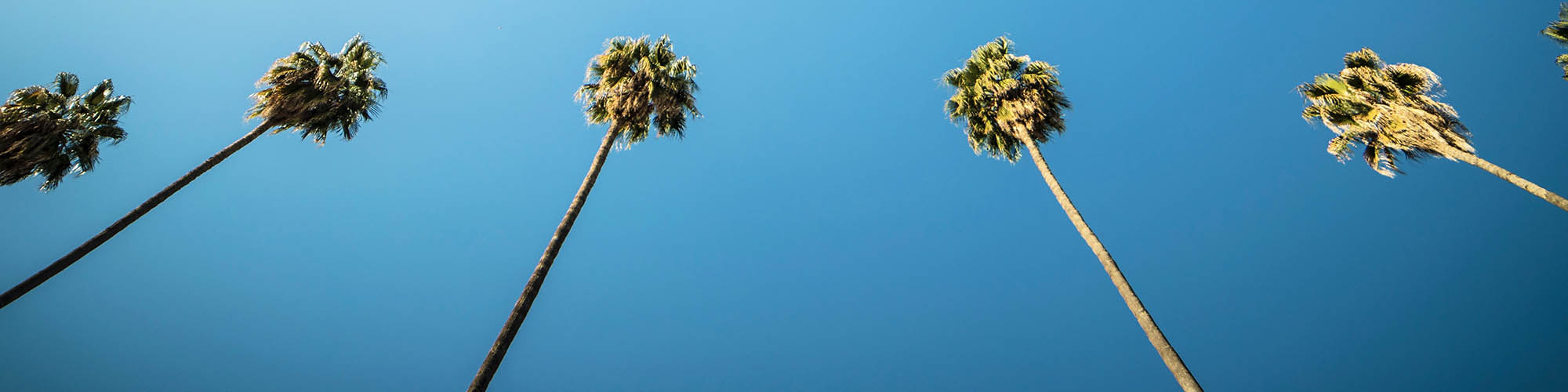 Palm Trees and Blue Sky