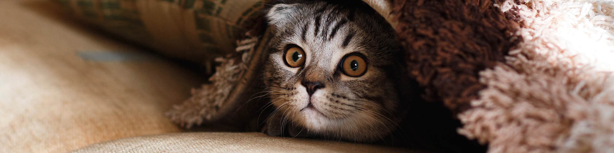 Cat Head Sticking Out of Blankets