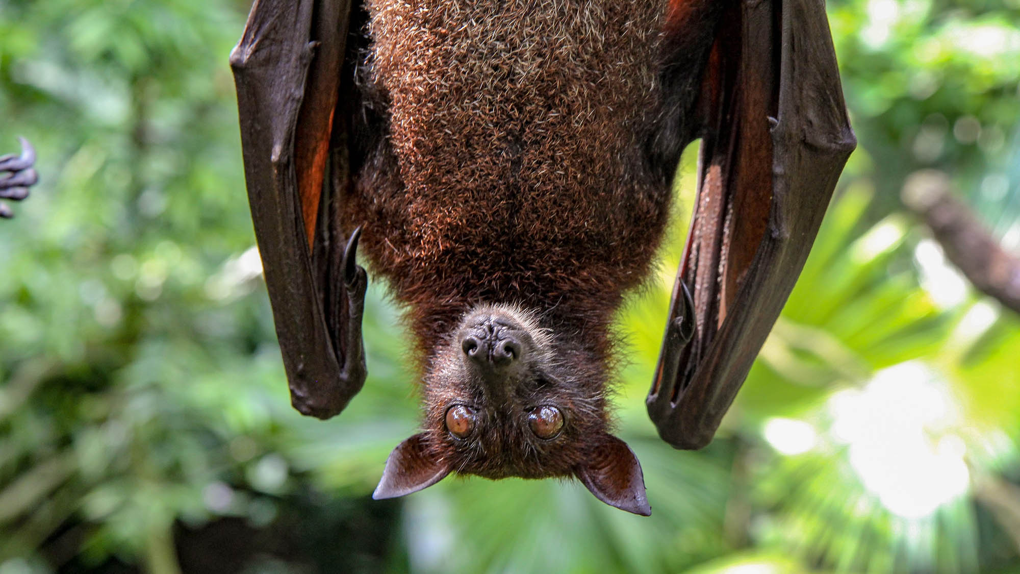 Bat Hanging Upside Down