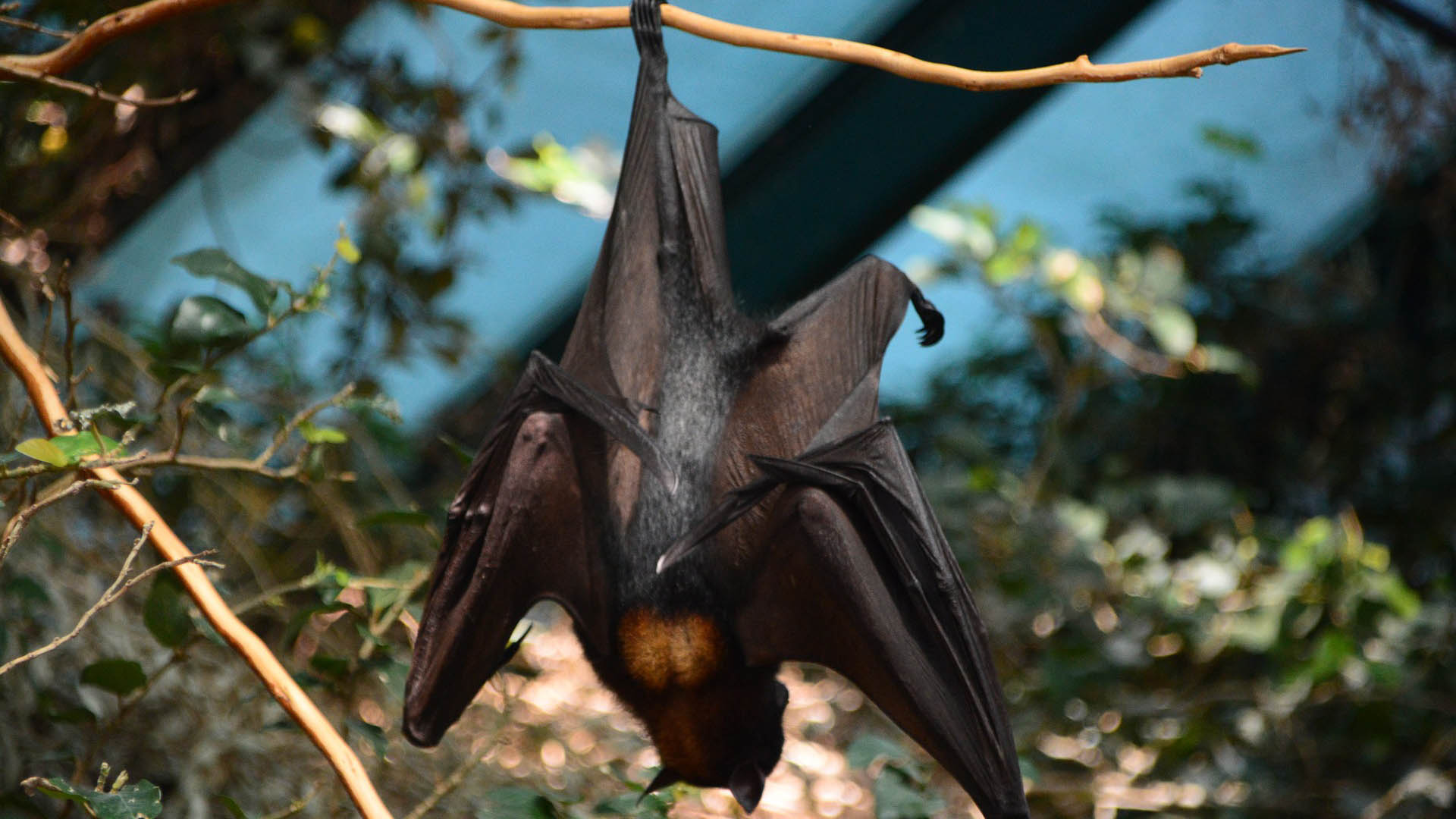 Bat In Tree