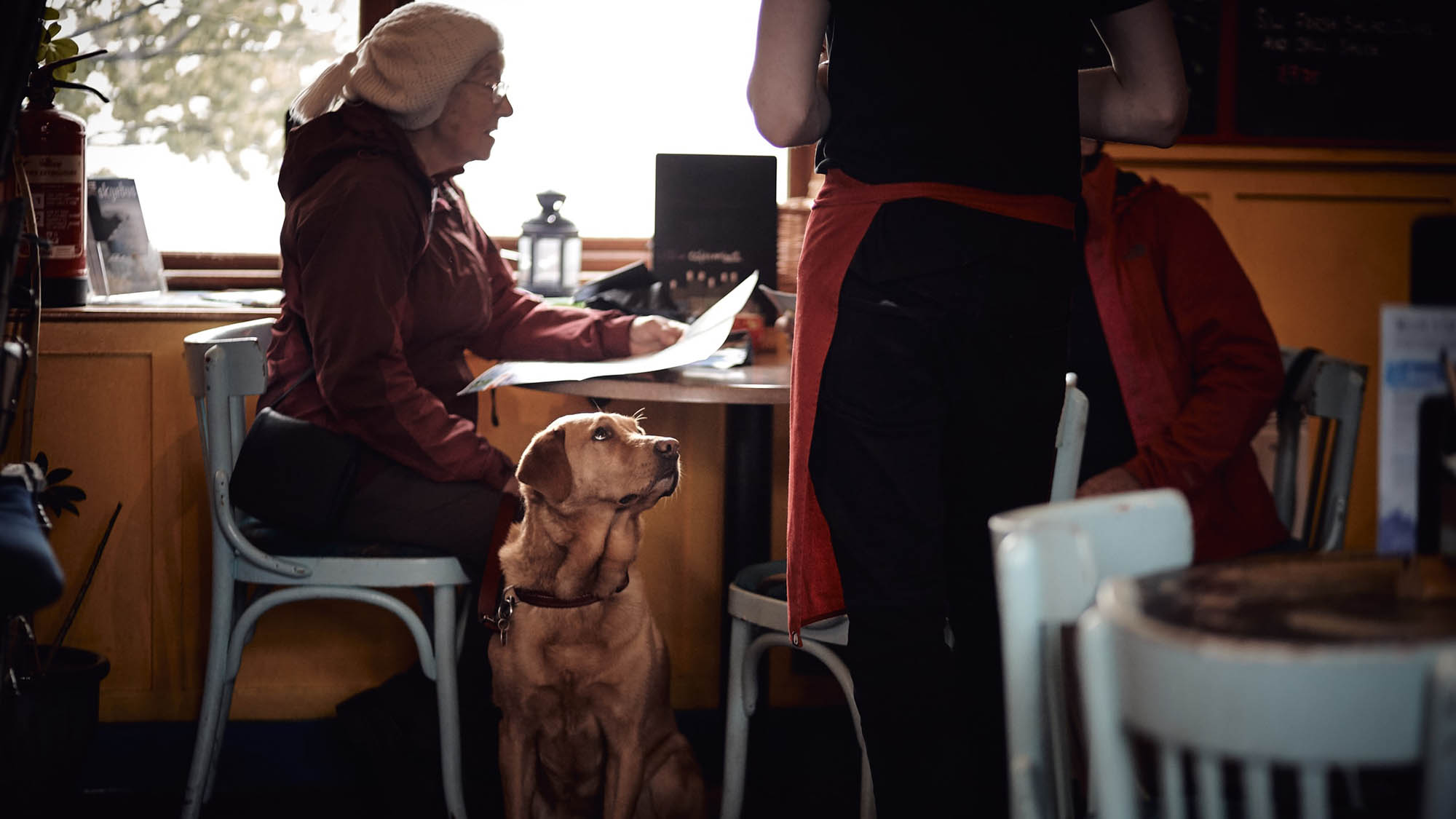 Dog Sitting In Cafe By Lady