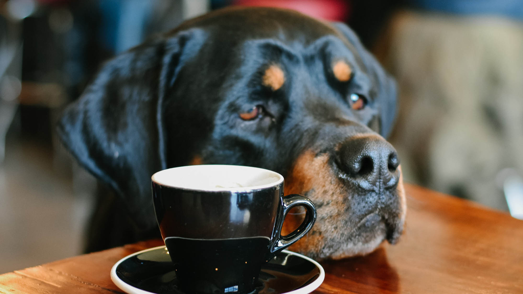 Dog Head on Table With Coffee Cup