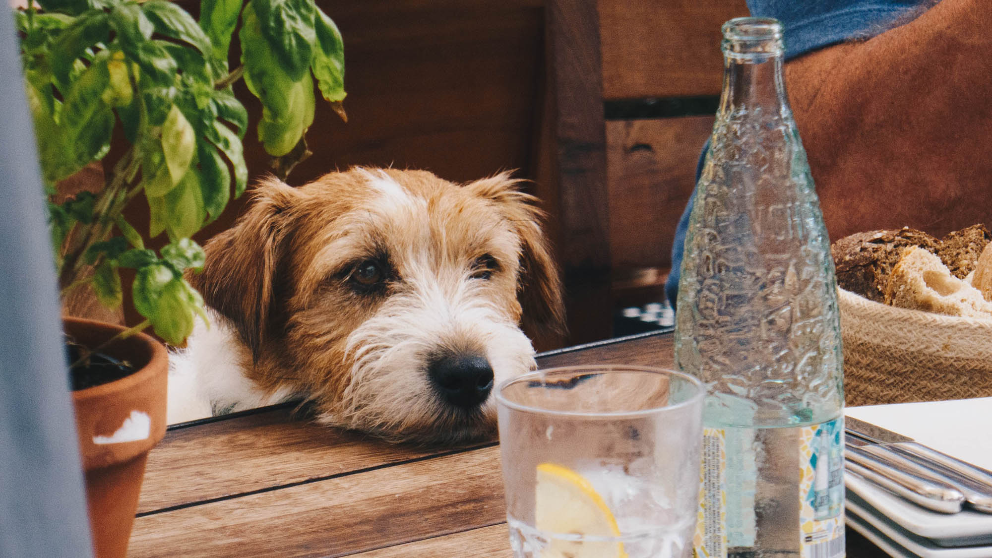 Dog At Table Looking At Water