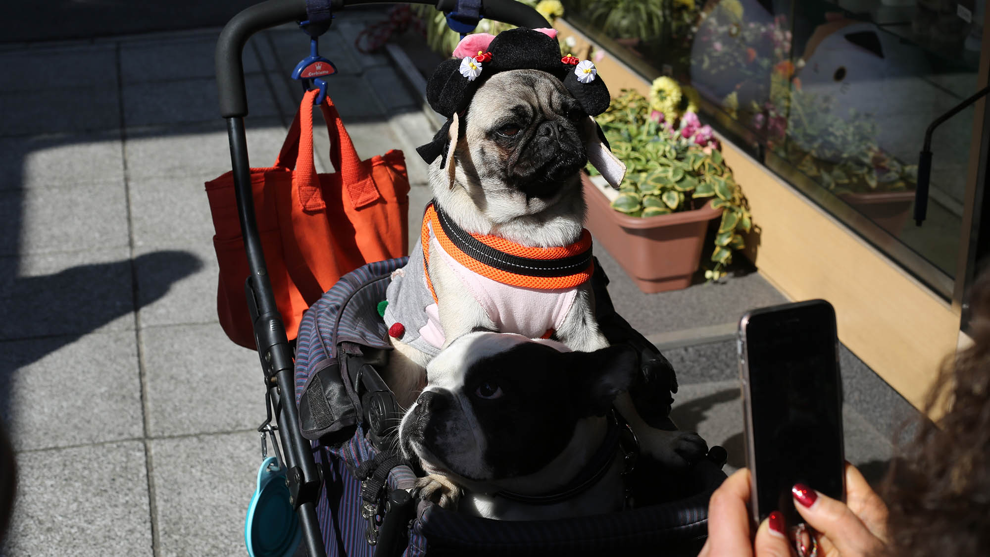 Pug in Costume in Stroller