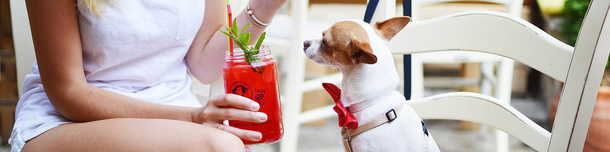 Chihuahua Sitting in Chair Next to Women Holding Drink