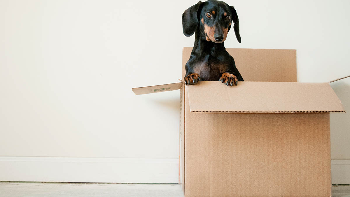 Dachshund Sitting in Cardboard Box