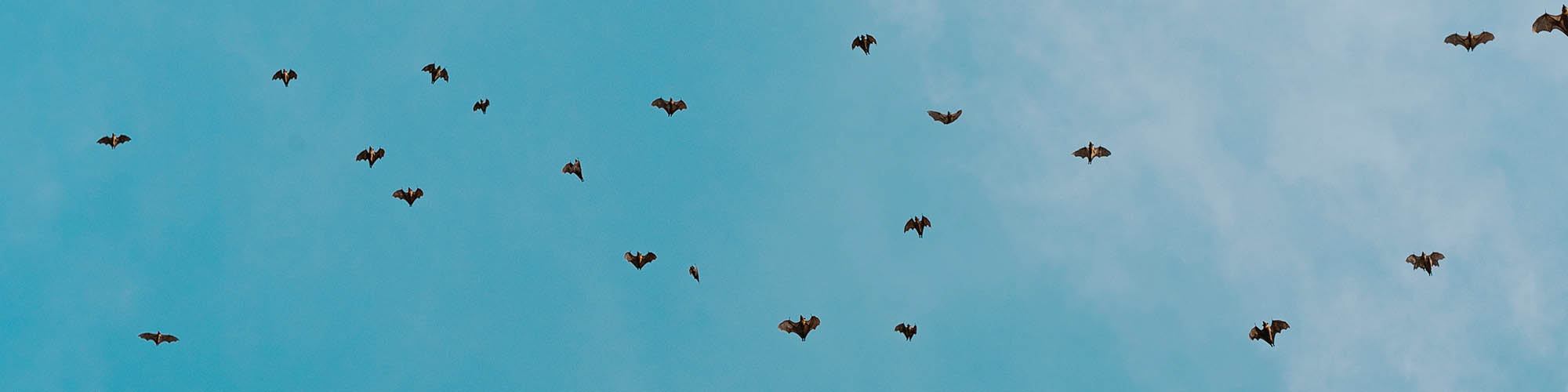 Bats in Blue Sky