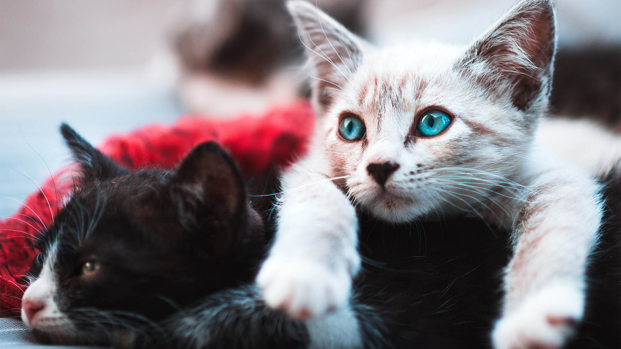 Two Cats Laying Down