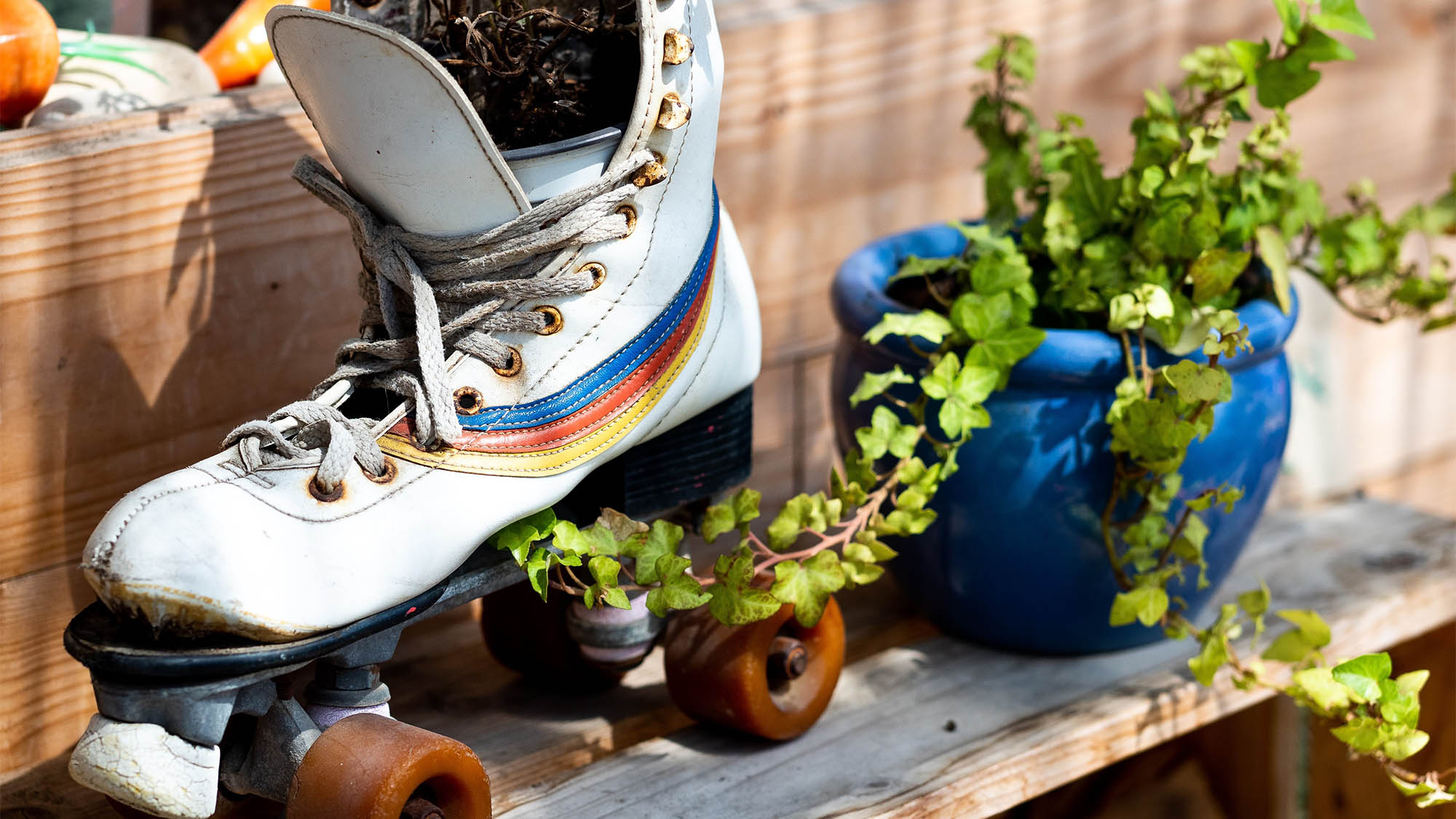 Roller Skate Planter and Plants