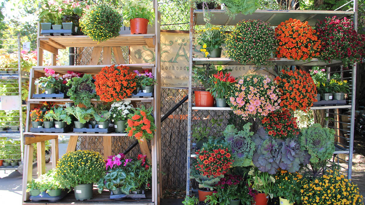 Flowers on Shelves at Nursery