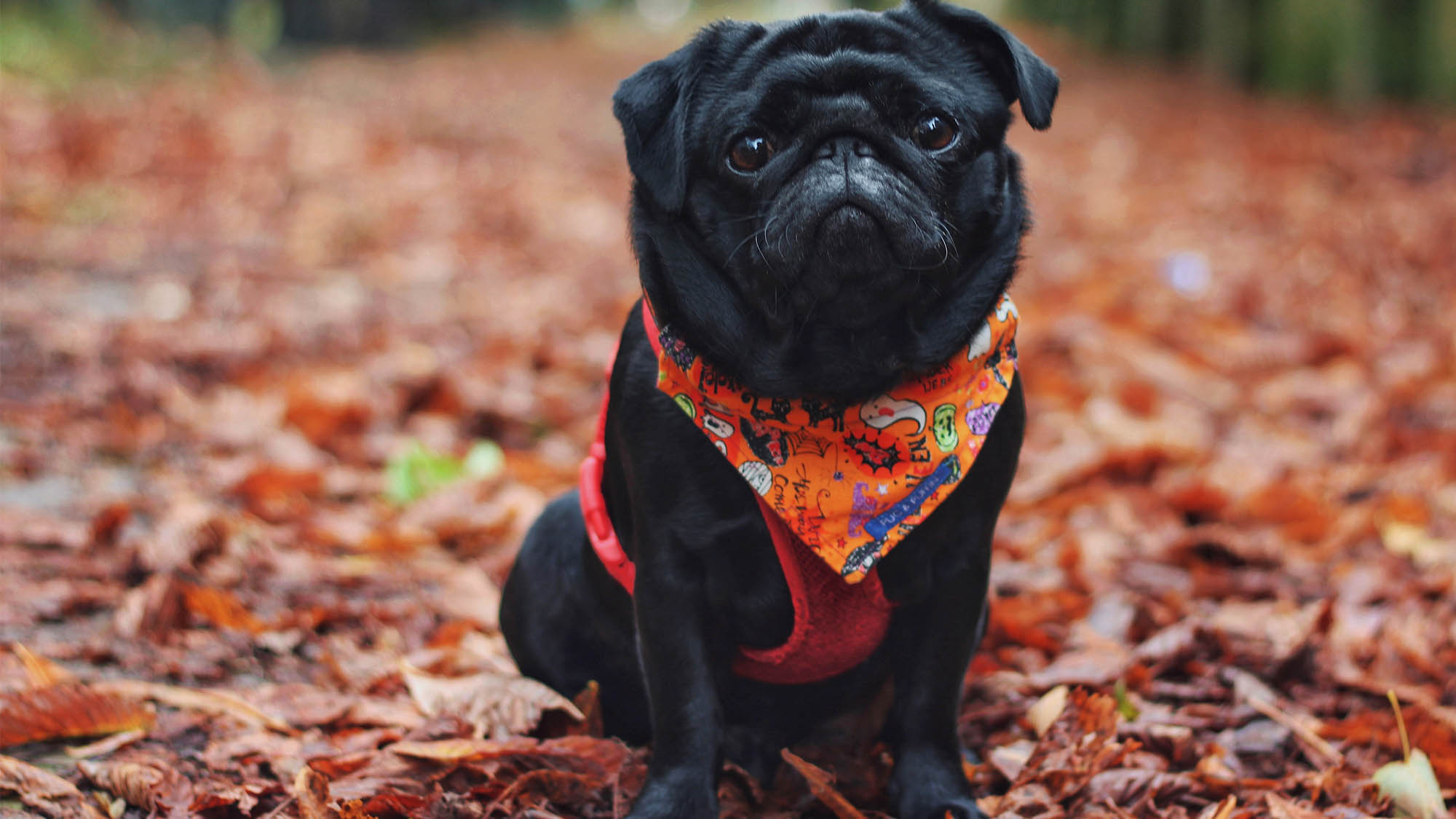 Black Pug Wearing Orange Halloween Scarf