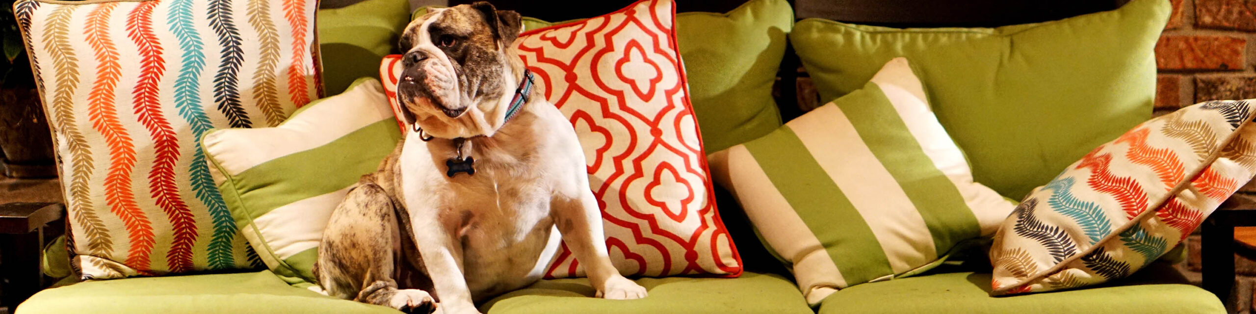 Brown and white dog on green couch with lots of colorful pillows