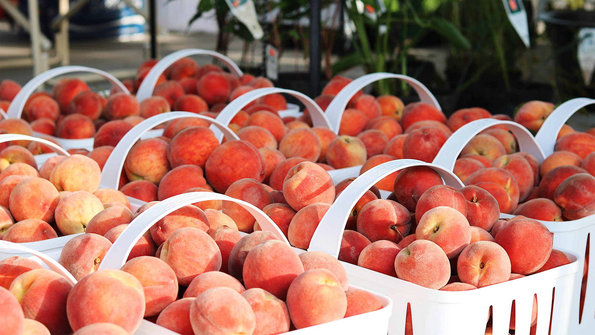 Closeup on white baskets of ripe peaches at outdoor market