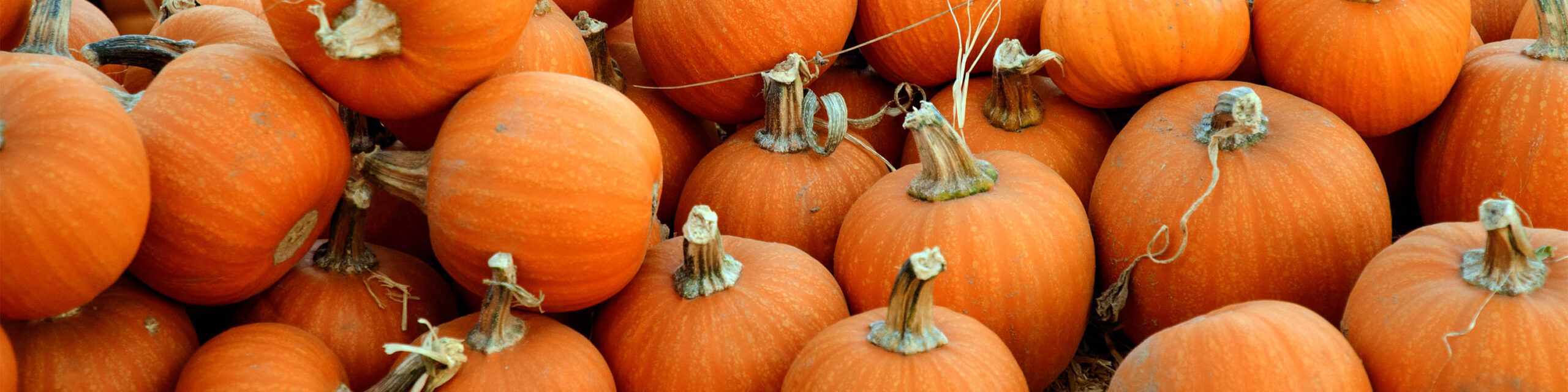 Stack of orange pumpkins