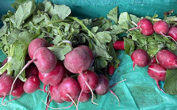 Pile of fresh radishes