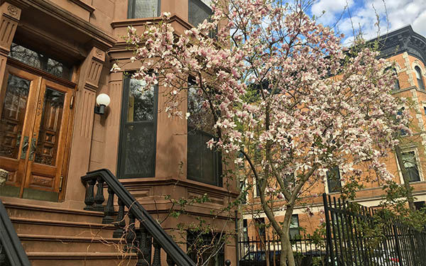 Brooklyn brownstone exterior with cherry blossom in front