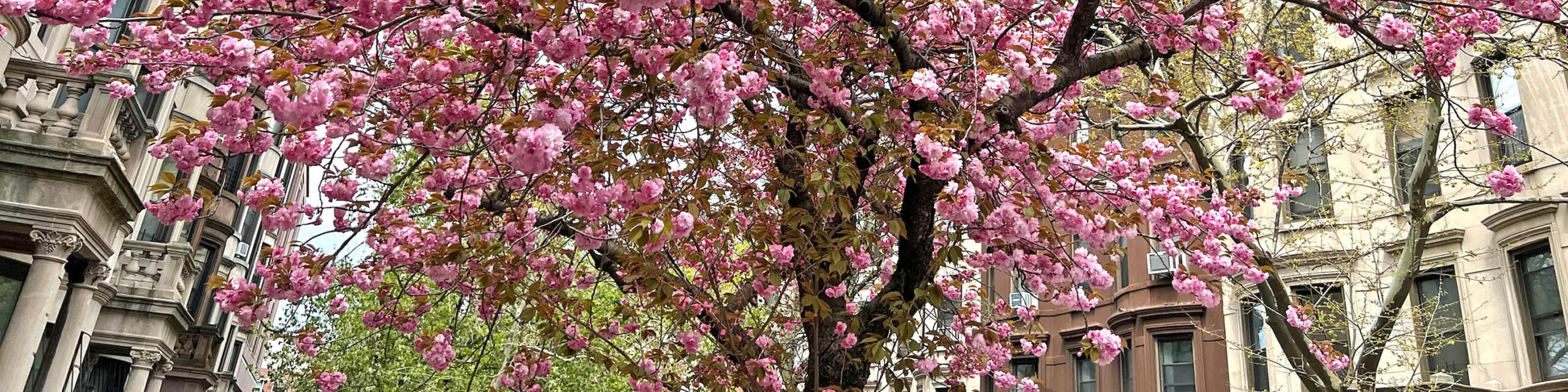 Large pink cherry blossom tree flanked by Brooklyn brownstones