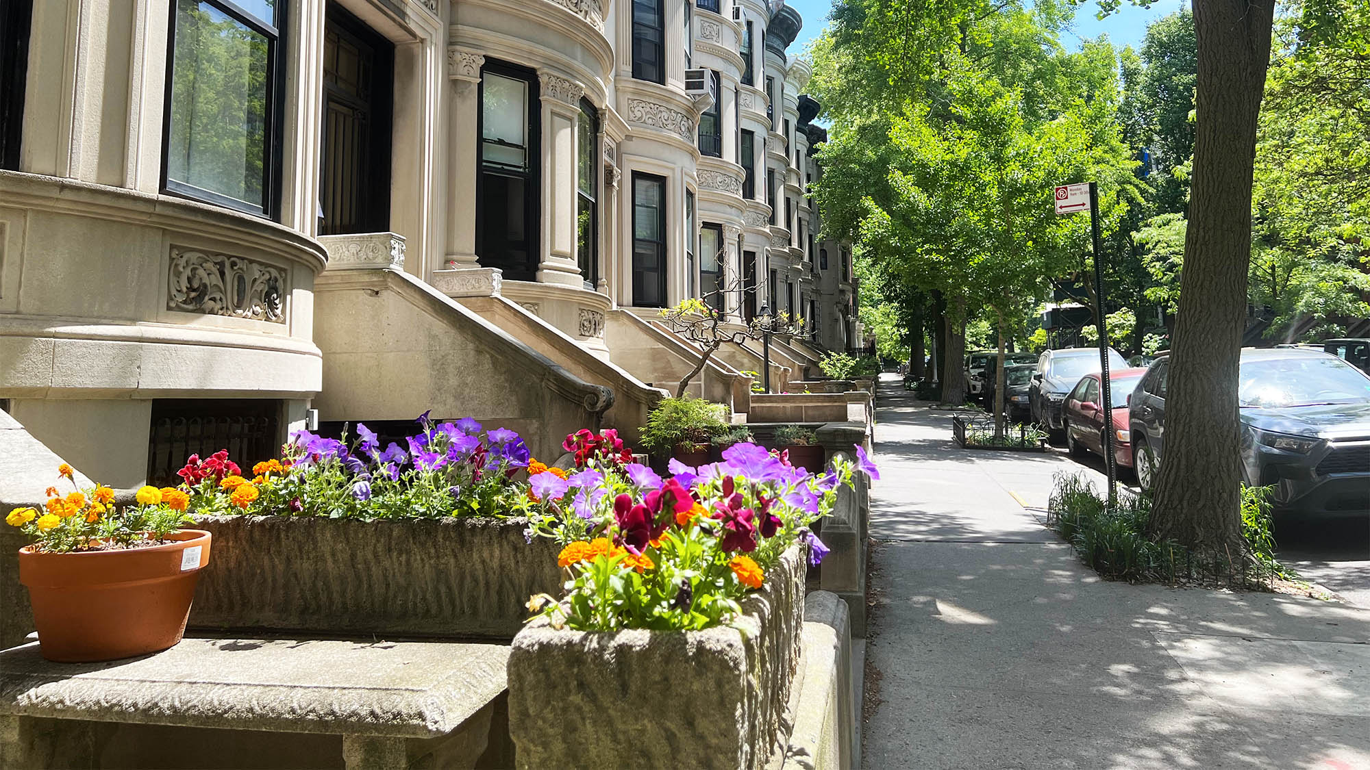 Rown of Brooklyn brownstone stoops with stoop garden in foreground