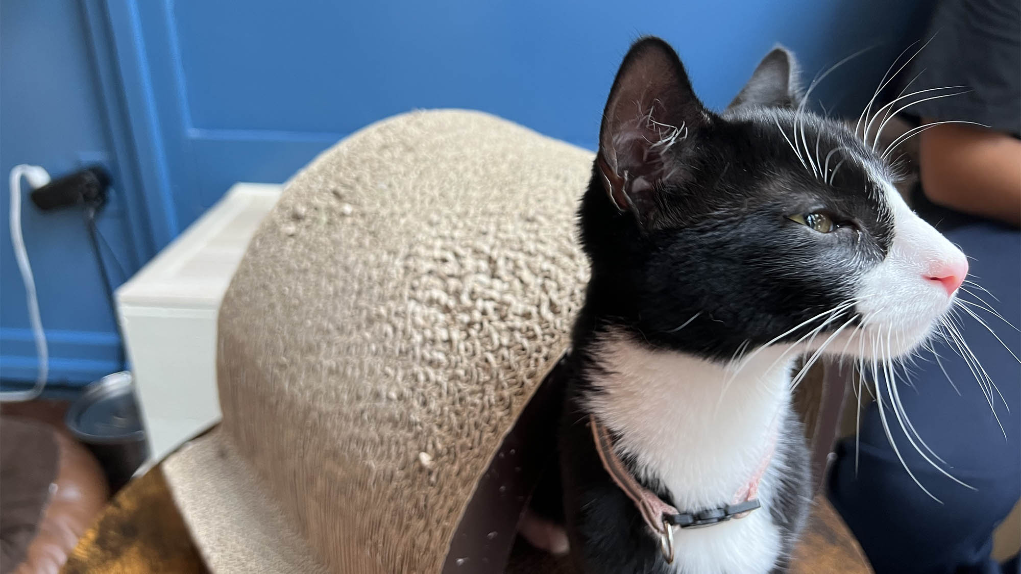 Black and white cat closeup against beige cushion