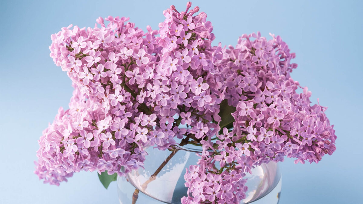 Lavender flowers against periwinkle backdrop