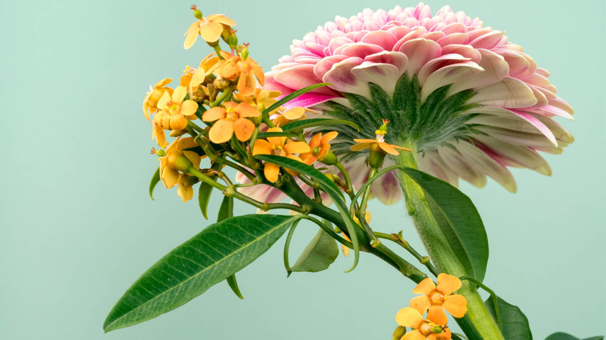 Yellow and pink flowers closeup against mint green backdrop