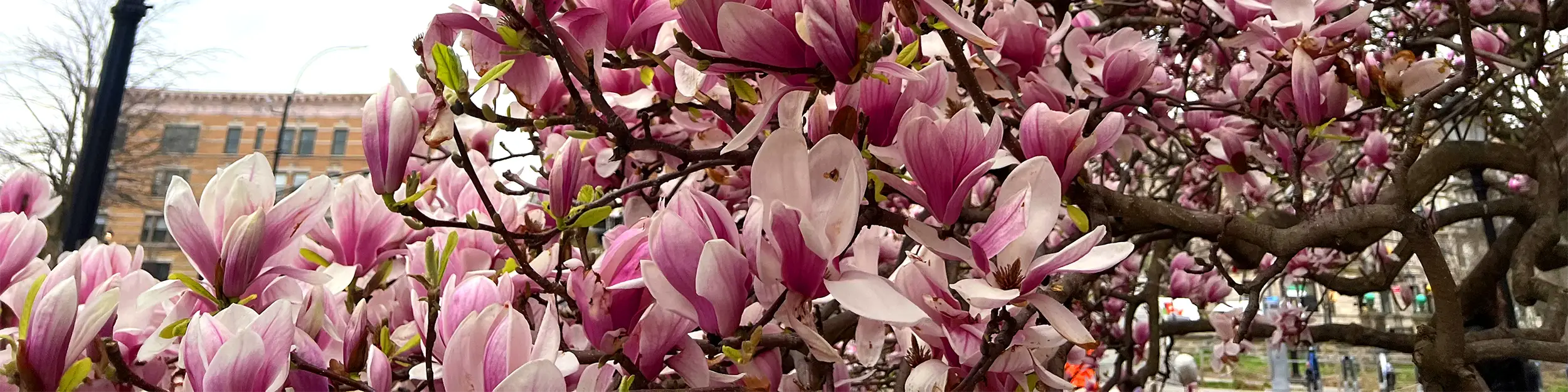 Pink magnolia tree in Brooklyn