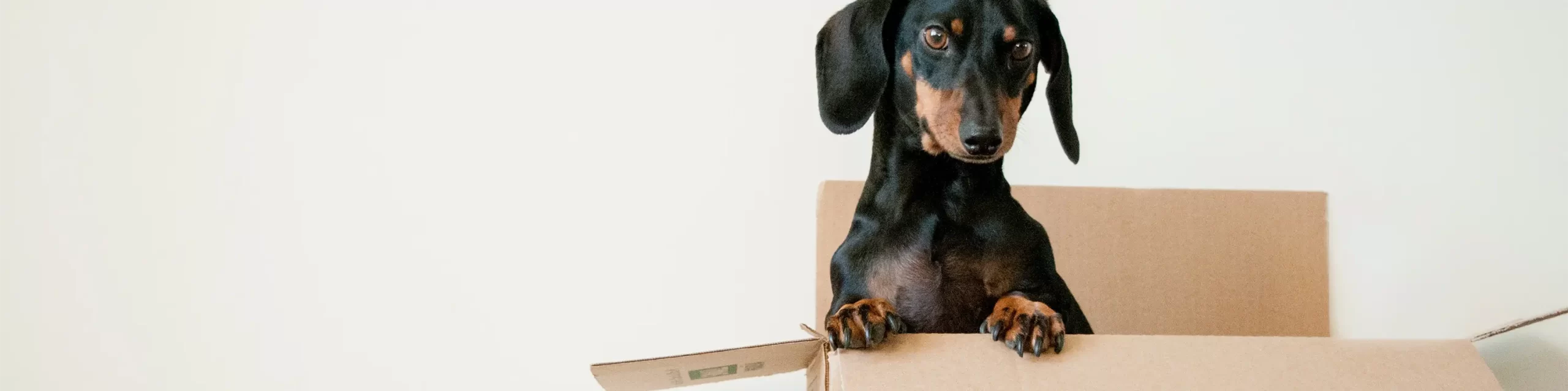 Black dachshund poking out of moving box