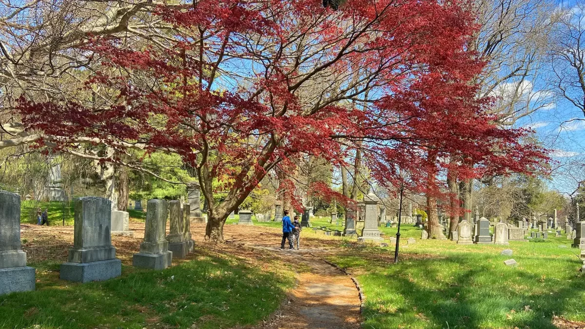 Large tree with red leaves atop gravestones and two little boys playing