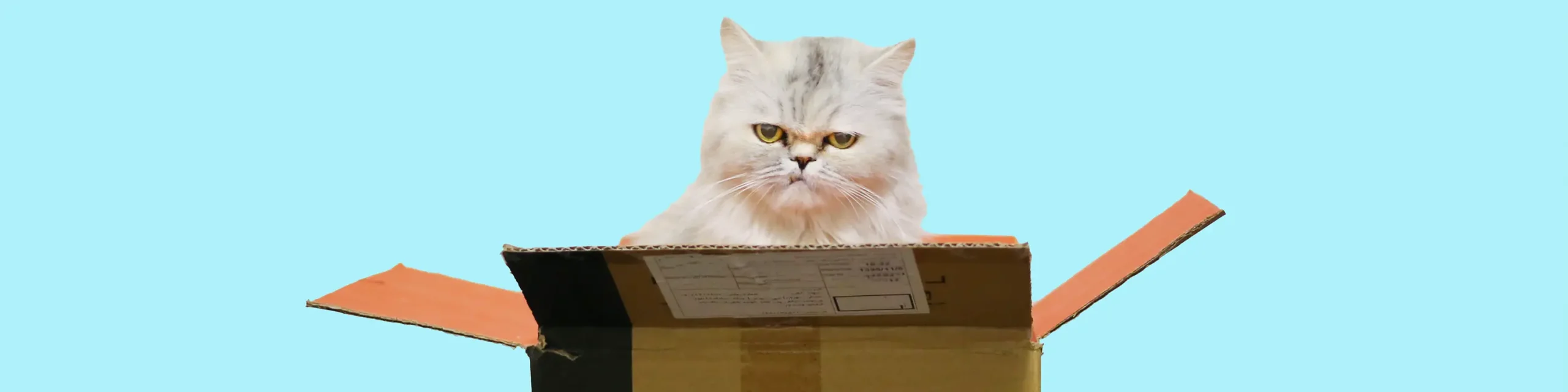 Cat head sticking out of cardboard moving box