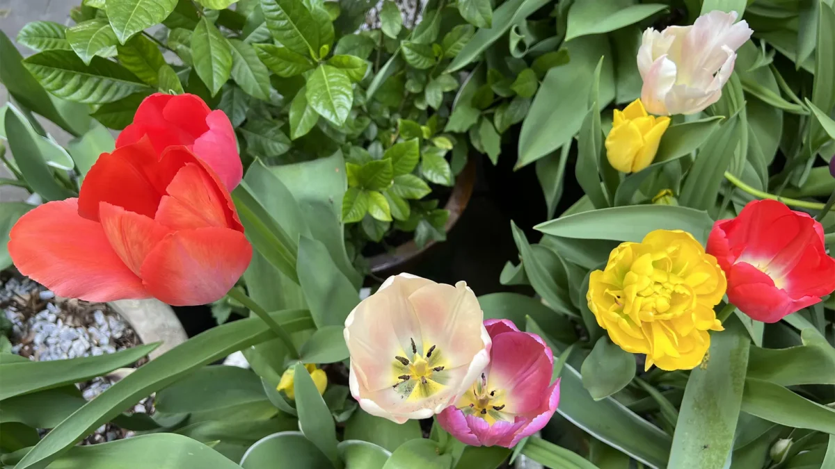 Blooming tulips of different colors