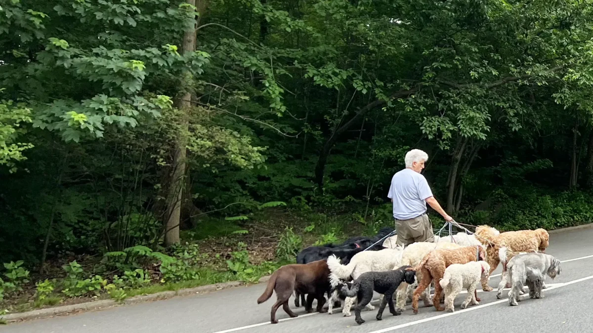 Woman walking large pack of dogs in park