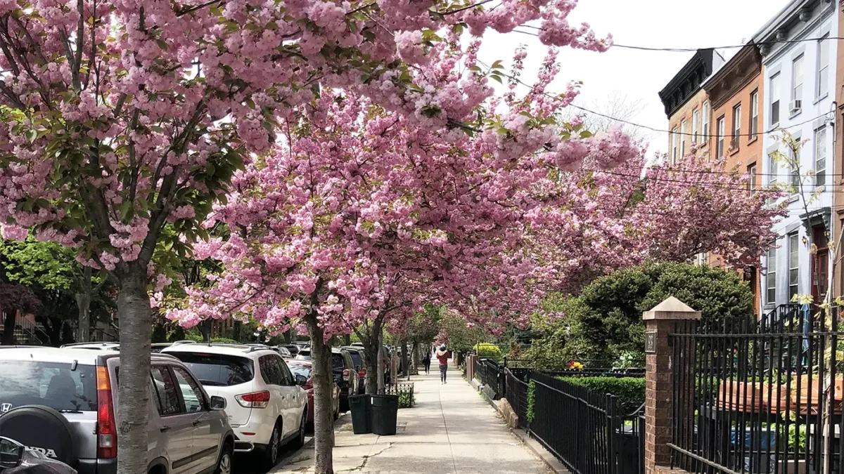 Park Slope Brooklyn sidewalk with row of cherry blossom trees