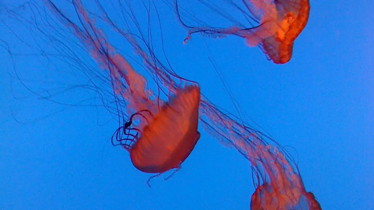Three jellyfish in an aquarium