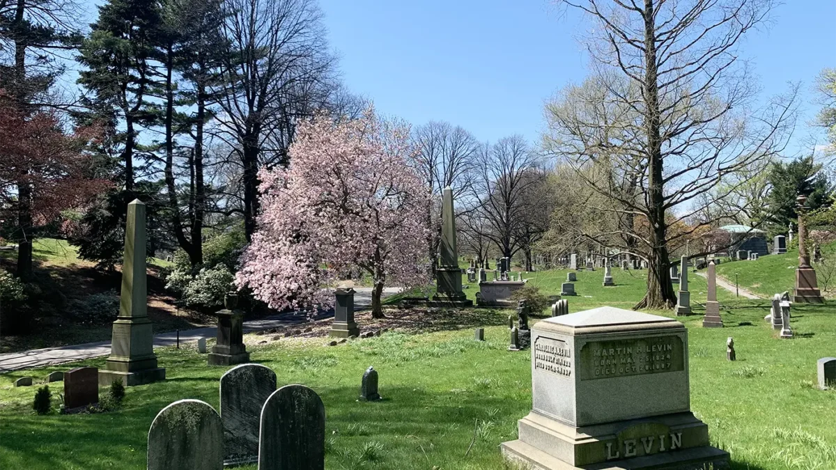 Headstones on cemetery lawn with pink blossoming tree in background